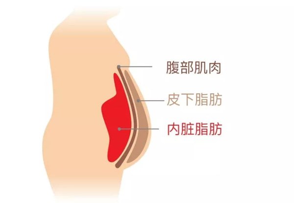 江南体育官方网站体育为您讲解:内脏脂肪要怎么减